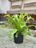 Zdjęcie rosliny doniczkowej Asplenium nidus Crissie (Zanokcica), ujęcie 3
