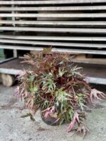 Zdjęcie rosliny doniczkowej Begonia Himalayan, ujęcie 2