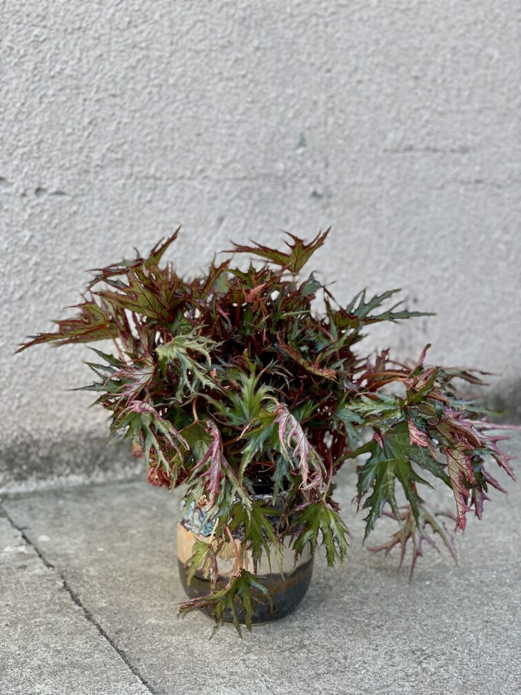 Zdjęcie rosliny doniczkowej Begonia Himalayan, ujęcie 4