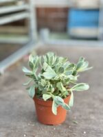 Zdjęcie rosliny doniczkowej Crassula swaziensis variegata, ujęcie 2