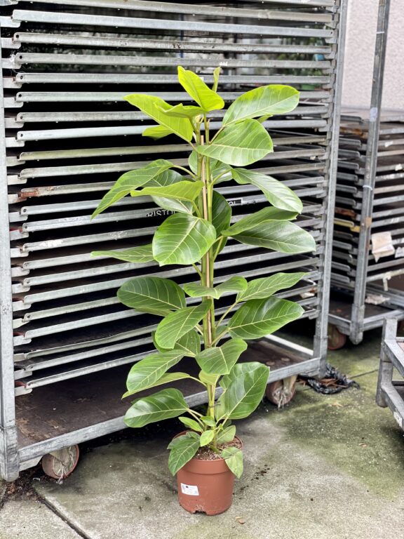 Zdjęcie rosliny doniczkowej Ficus Altissima, ujęcie 1
