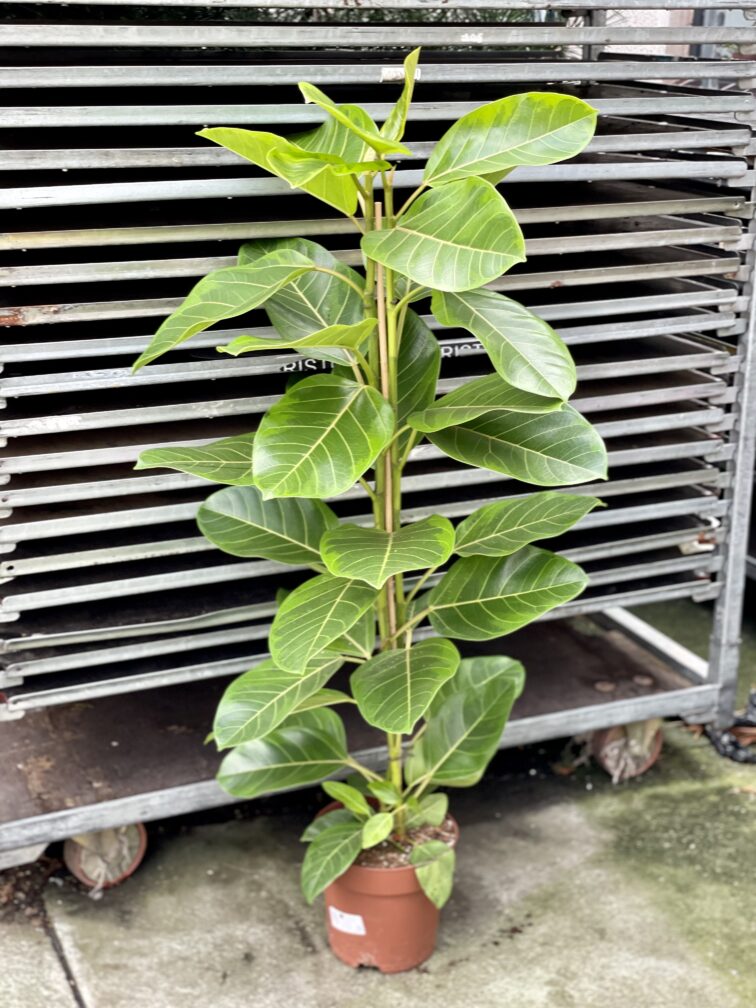 Zdjęcie rosliny doniczkowej Ficus Altissima, ujęcie 3