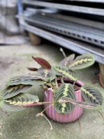 Zdjęcie rosliny doniczkowej Maranta leuconeura Fascinator Tricolor, ujęcie 1