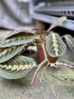 Zdjęcie rosliny doniczkowej Maranta leuconeura Fascinator Tricolor, ujęcie 4