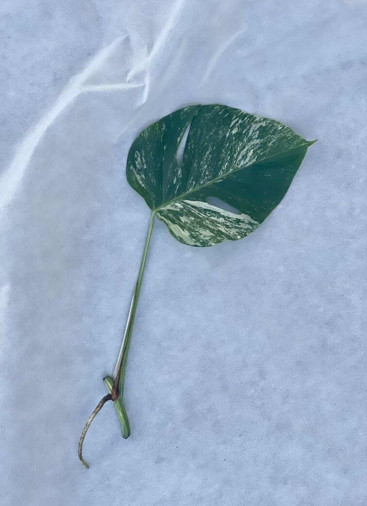 Zdjęcie rosliny doniczkowej Monstera variegata - sadzonka pędowa, ujęcie 1