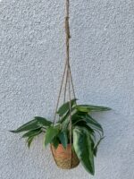 Zdjęcie doniczki lub oslonki: Osłonka Coral Basket hanging 18 × 16 cm, ujęcie 3
