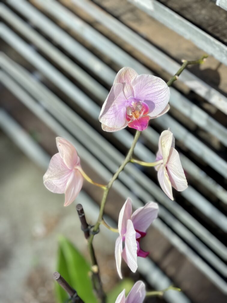 Zdjęcie rosliny doniczkowej Phalaenopsis Caribbean Dream, ujęcie 4