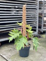 Zdjęcie rosliny doniczkowej Philodendron Mayoi, ujęcie 1