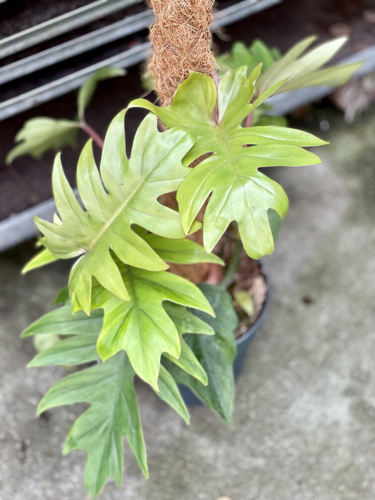 Zdjęcie rosliny doniczkowej Philodendron Mayoi, ujęcie 2