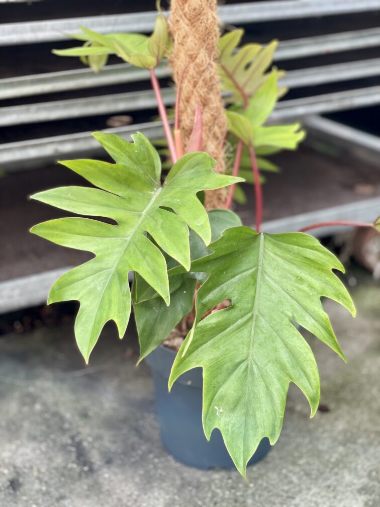 Zdjęcie rosliny doniczkowej Philodendron Mayoi, ujęcie 3