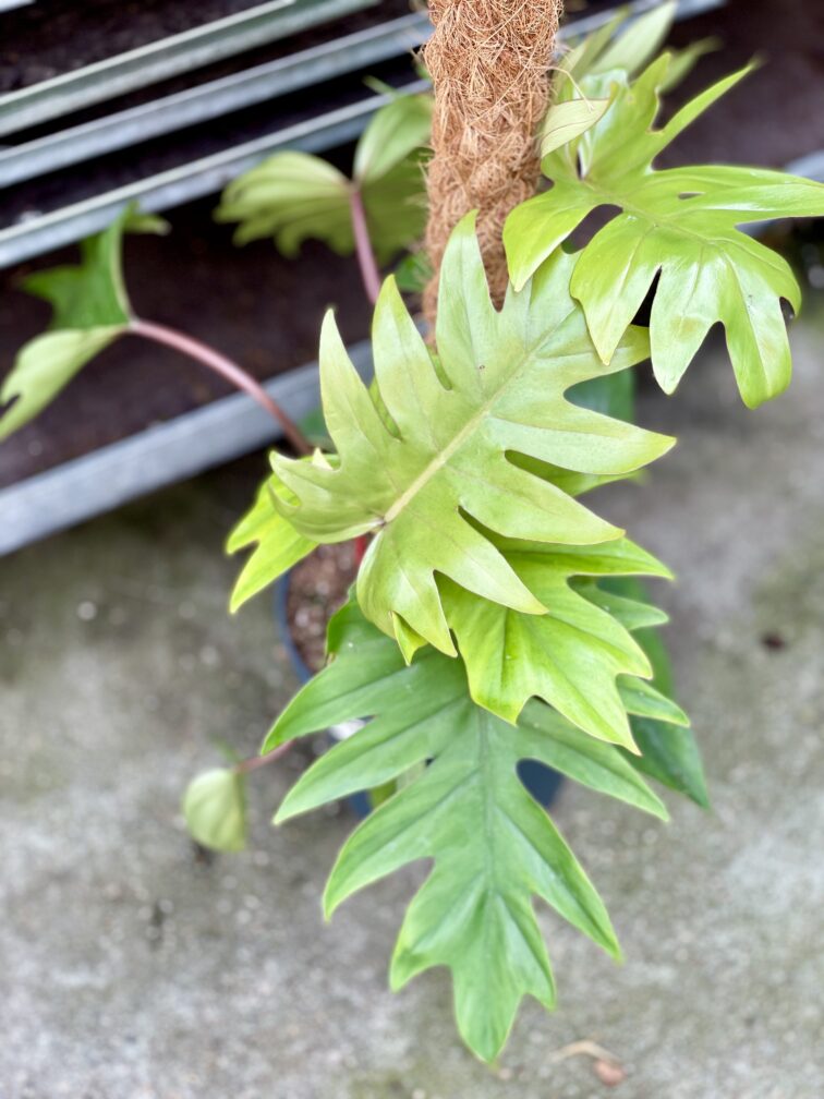 Zdjęcie rosliny doniczkowej Philodendron Mayoi, ujęcie 4