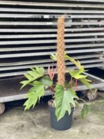 Zdjęcie rosliny doniczkowej Philodendron Mayoi, ujęcie 5