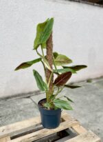 Zdjęcie rosliny doniczkowej Philodendron Subhastatum, ujęcie 1