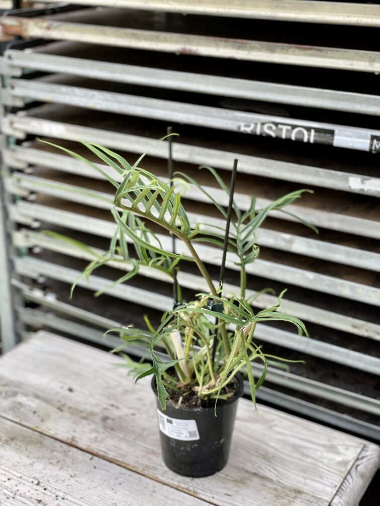 Zdjęcie rosliny doniczkowej Philodendron Tortum, ujęcie 3