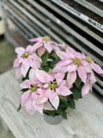 Zdjęcie rosliny doniczkowej Princettia Light Pink, ujęcie 4