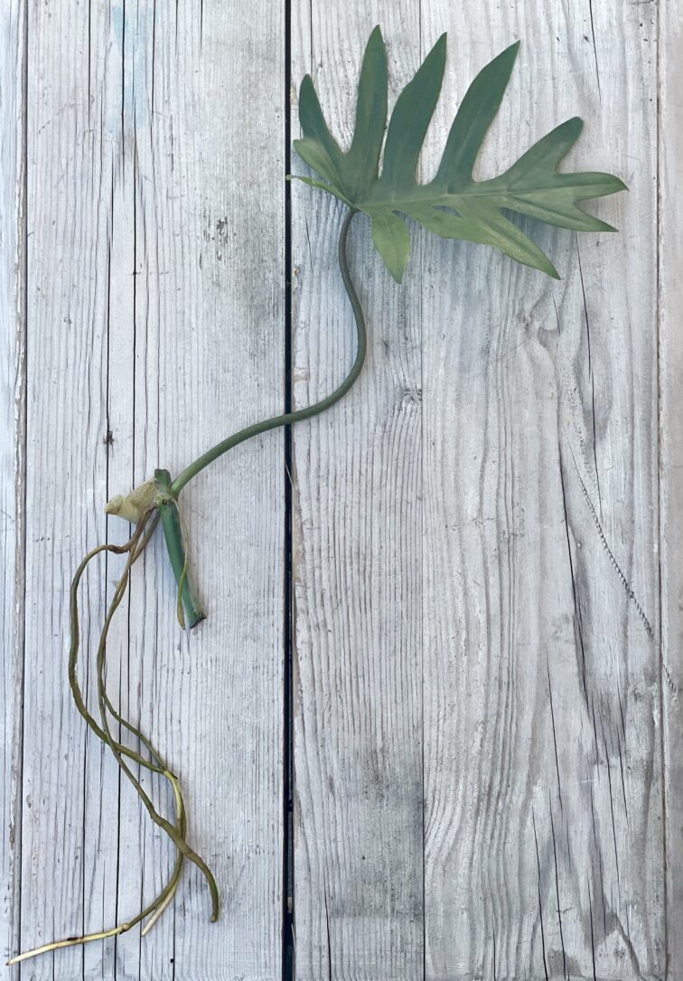 Zdjęcie rosliny doniczkowej Sadzonka Philodendron Mayoi, ujęcie 1