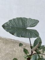 Zdjęcie rosliny doniczkowej Alocasia plumbea metallica, ujęcie 2