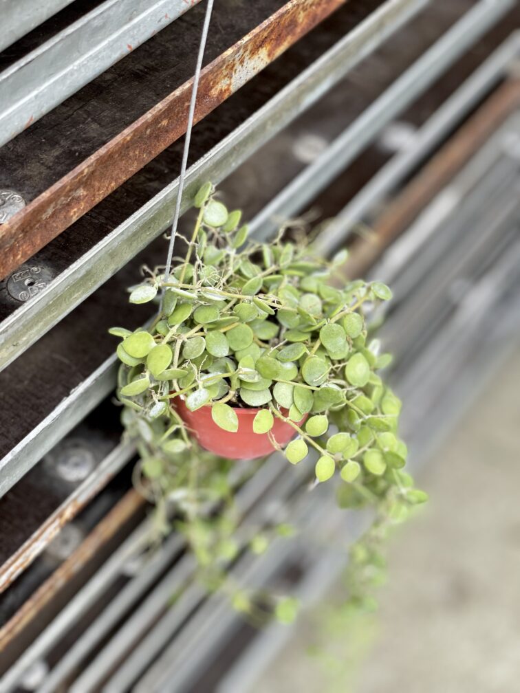 Zdjęcie rosliny doniczkowej Dischidia Button, ujęcie 2