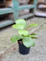 Zdjęcie rosliny doniczkowej Hoya kerri, ujęcie 2