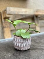 Zdjęcie rosliny doniczkowej Hoya kerri, ujęcie 3