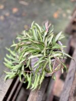 Zdjęcie rosliny doniczkowej Hoya wayetii (kentiana) variegata, ujęcie 3