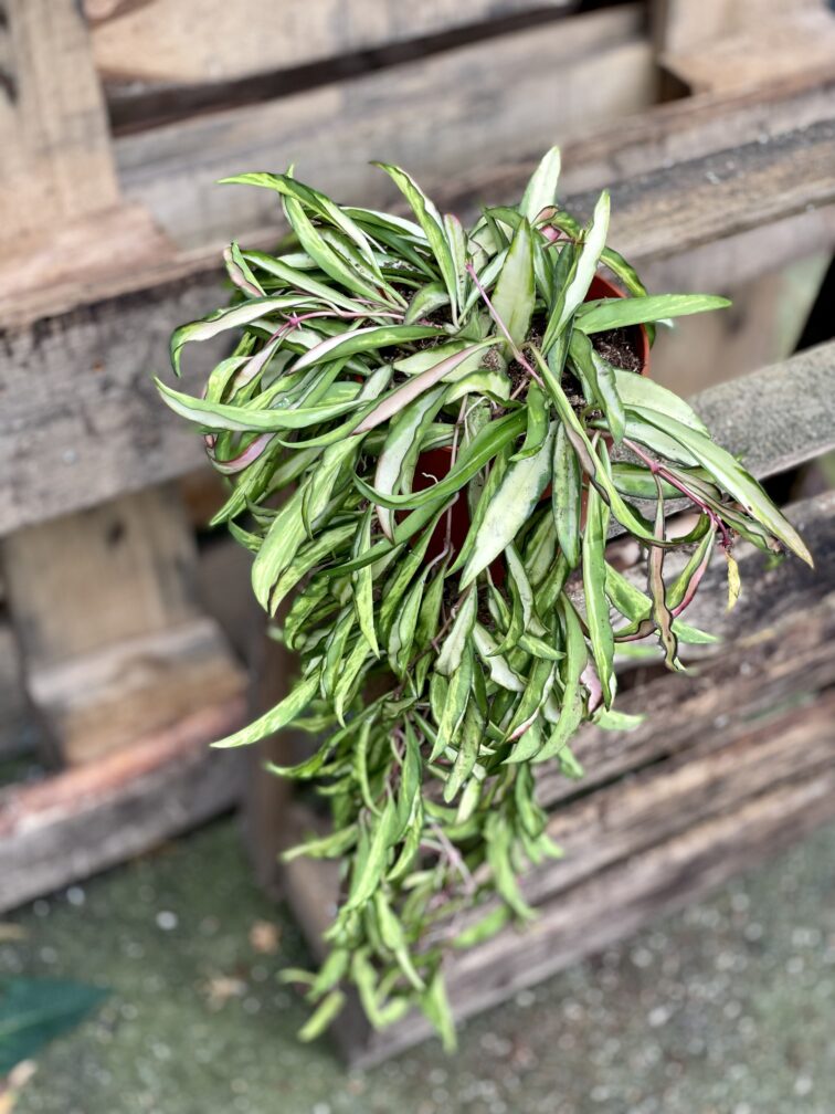 Zdjęcie rosliny doniczkowej Hoya wayetii (kentiana) variegata, ujęcie 4