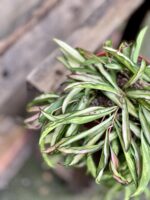 Zdjęcie rosliny doniczkowej Hoya wayetii (kentiana) variegata, ujęcie 5
