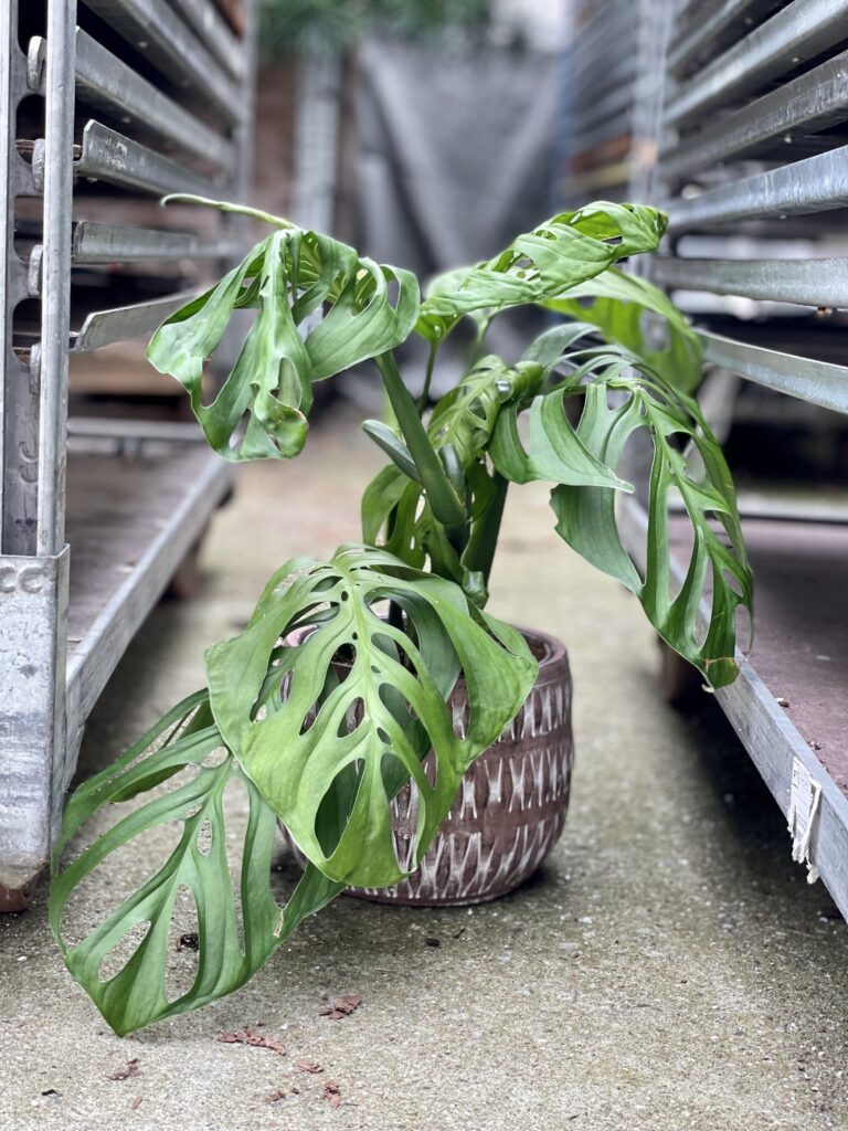 voodoo lily plant Voodoo Lily