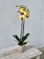 Zdjęcie rosliny doniczkowej Phalaenopsis Yellow Beauty, ujęcie 1