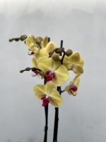 Zdjęcie rosliny doniczkowej Phalaenopsis Yellow Beauty, ujęcie 2