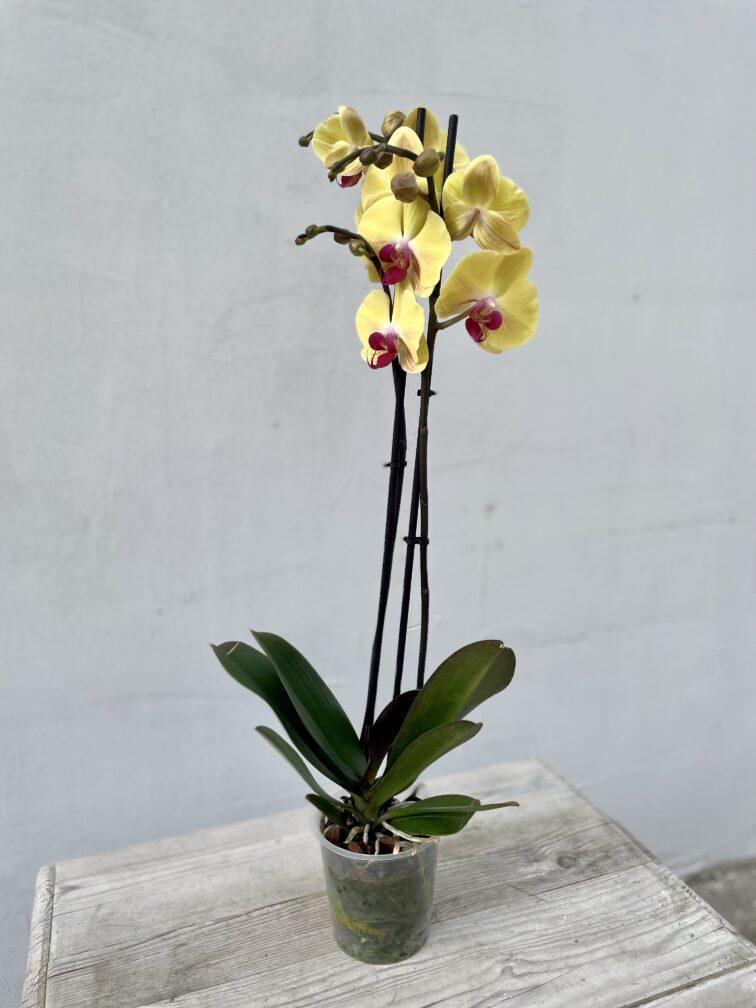 Zdjęcie rosliny doniczkowej Phalaenopsis Yellow Beauty, ujęcie 3