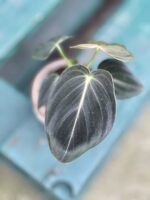Zdjęcie rosliny doniczkowej Philodendron melanochrysum, ujęcie 4