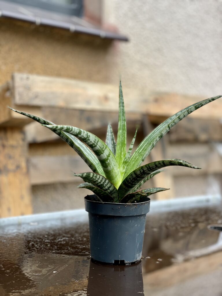 Sansevieria trifasciata Megan - Jungle Boogie