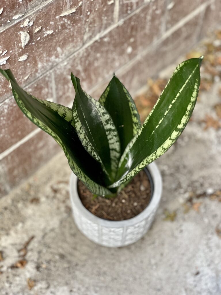 Sansevieria trifasciata Silver Flame - Jungle Boogie