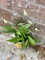 Zdjęcie rosliny doniczkowej Spathiphyllum Alana (Skrzydłokwiat), ujęcie 5