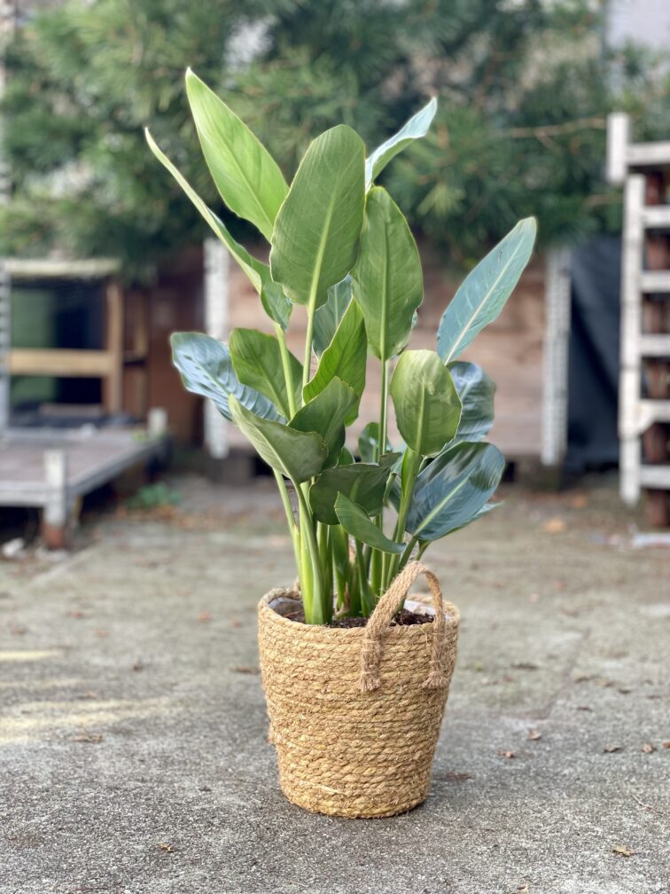 Zdjęcie rosliny doniczkowej Strelitzia Reginae (Strelicja Królewska), ujęcie 1