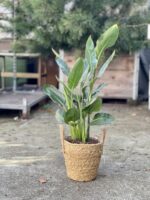 Zdjęcie rosliny doniczkowej Strelitzia Reginae (Strelicja Królewska), ujęcie 2