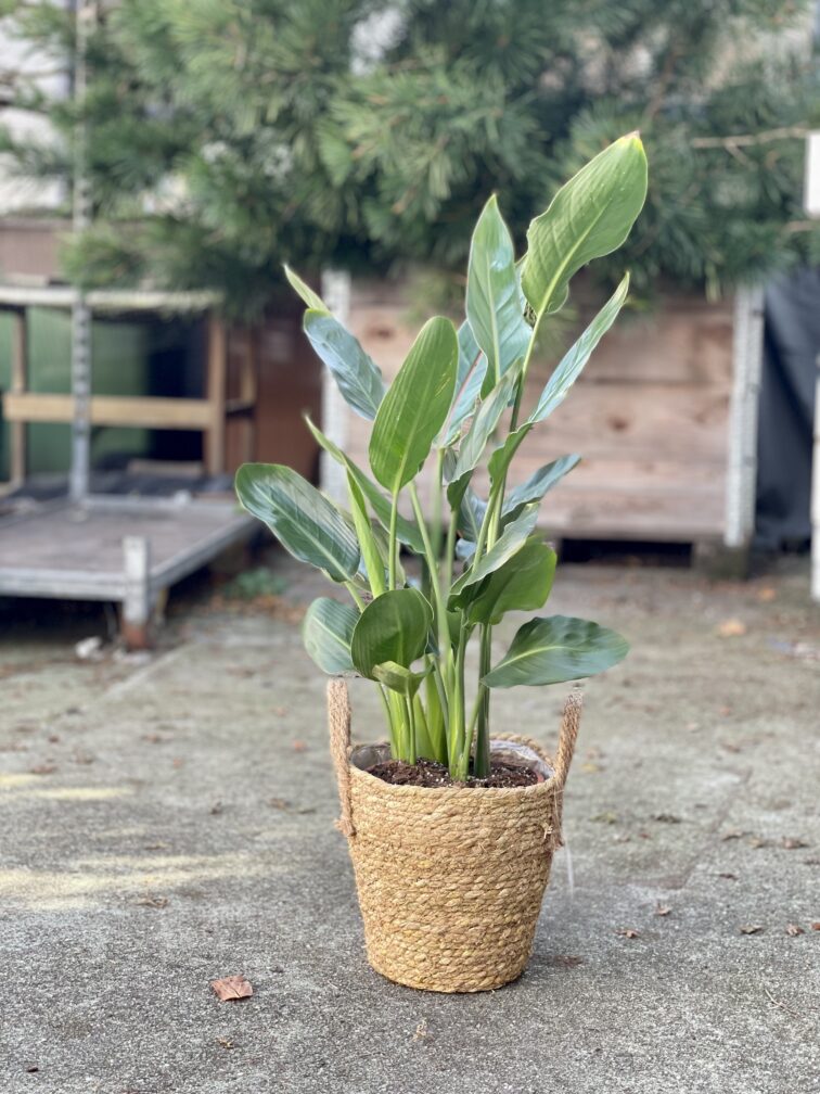 Zdjęcie rosliny doniczkowej Strelitzia Reginae (Strelicja Królewska), ujęcie 2