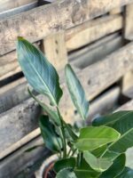 Zdjęcie rosliny doniczkowej Strelitzia Reginae (Strelicja Królewska), ujęcie 3