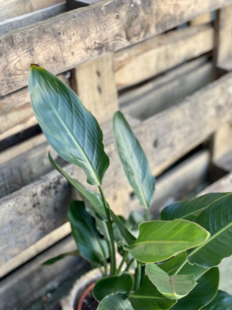 Zdjęcie rosliny doniczkowej Strelitzia Reginae (Strelicja Królewska), ujęcie 3