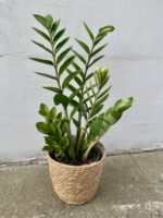 Zdjęcie rosliny doniczkowej Zamioculcas zamiifolia variegata, ujęcie 1