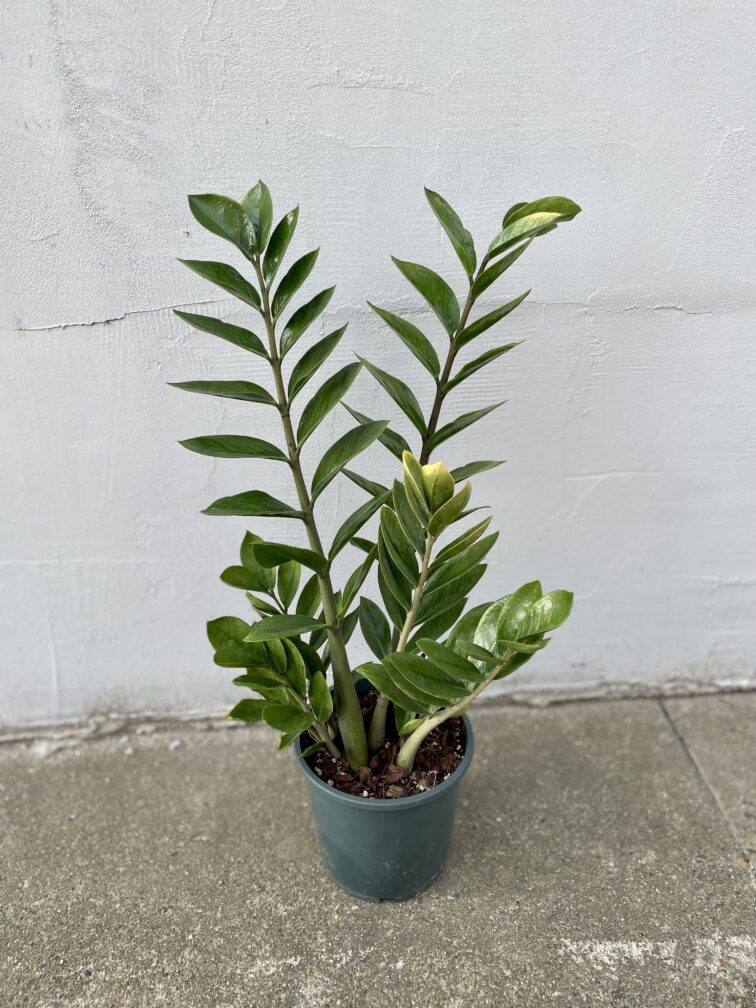 Zdjęcie rosliny doniczkowej Zamioculcas zamiifolia variegata, ujęcie 3