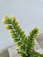 Zdjęcie rosliny doniczkowej Zamioculcas zamiifolia variegata, ujęcie 2