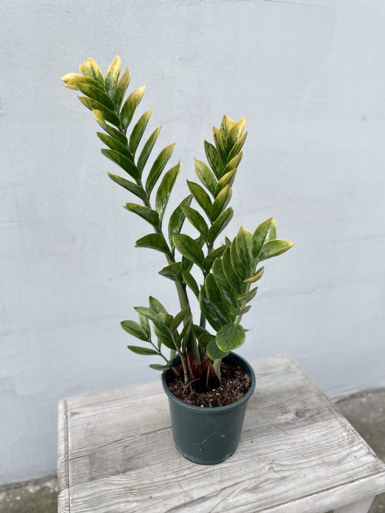 Zdjęcie rosliny doniczkowej Zamioculcas zamiifolia variegata, ujęcie 3