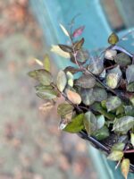 Zdjęcie rosliny doniczkowej Hoya krohniana Black Leaves, ujęcie 2