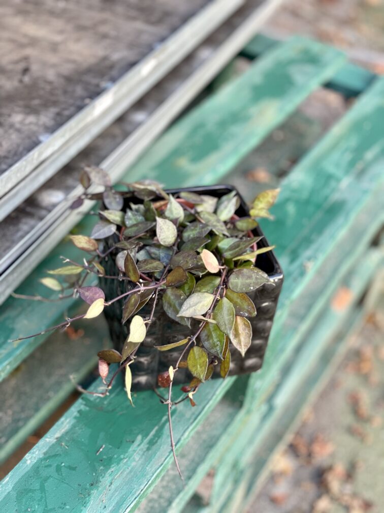 Zdjęcie rosliny doniczkowej Hoya krohniana Black Leaves, ujęcie 5