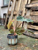 Zdjęcie rosliny doniczkowej Philodendron rubrijuvenile El Choco Red, ujęcie 4