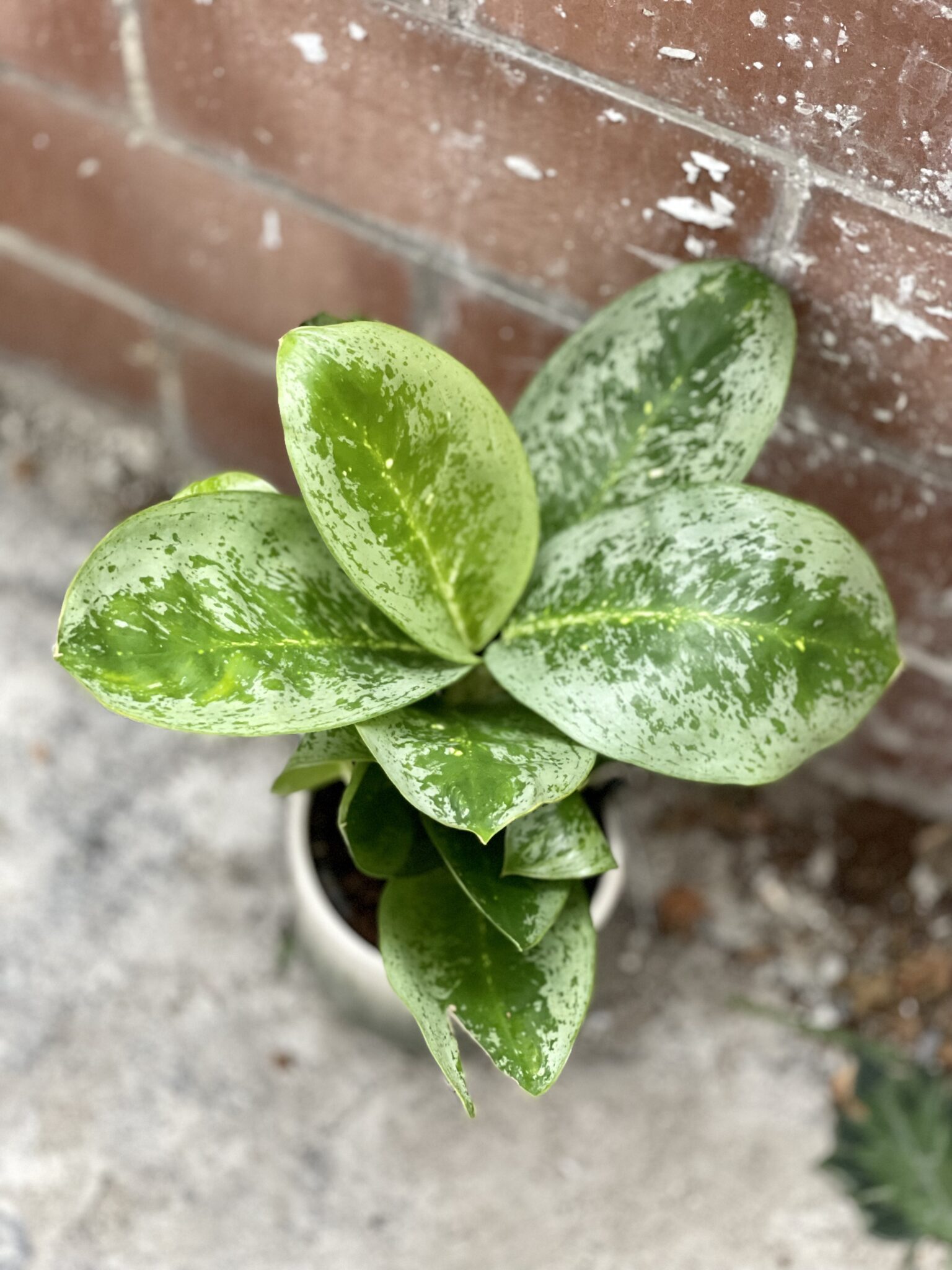 Aglaonema Lemon Mint Jungle Boogie
