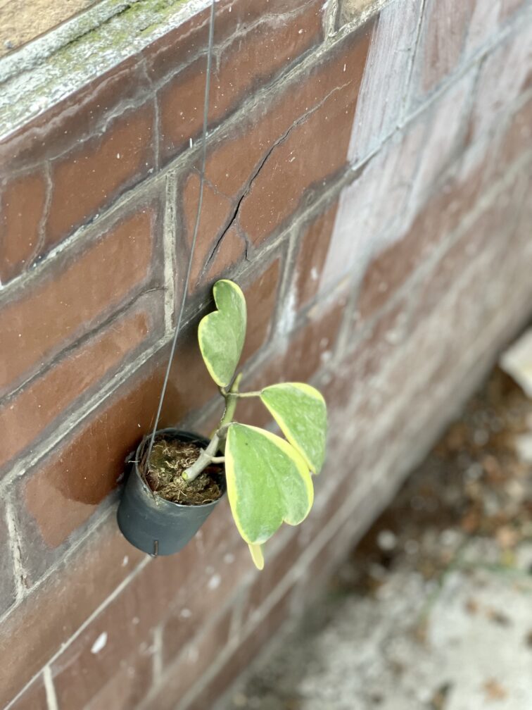 Zdjęcie rosliny doniczkowej Hoya kerri variegata, ujęcie 3