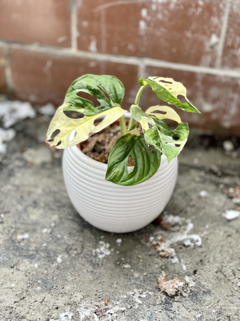 Monstera Monkey Mask variegata (adansonii variegata) 2 - Jungle Boogie